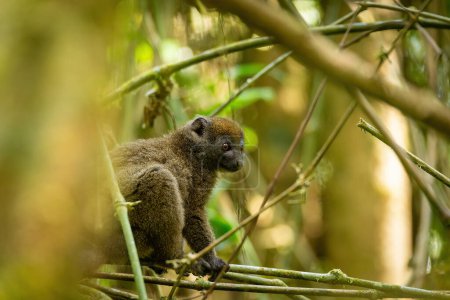 Photo for Eastern lesser bamboo lemur, (Hapalemur griseus), Endangered endemic animal on bamboo and feeding in rain forest, Ranomafana, Madagascar wildlife animal. - Royalty Free Image