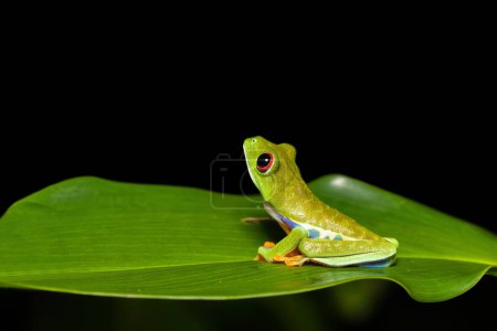 Foto de Red-eyed tree frog (Agalychnis callidryas), Beautiful iconic Green frog with red eyes sits on a red leaf in the tropics. Tortuguero National Park, Costa Rica wildlife. - Imagen libre de derechos