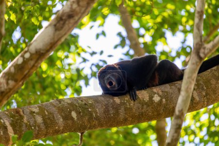 Téléchargez les photos : Mantled howler (Alouatta palliata) or golden-mantled howling monkey roars hanged on tree, Curu Wildlife Reserve, Costa Rica wildlife - en image libre de droit