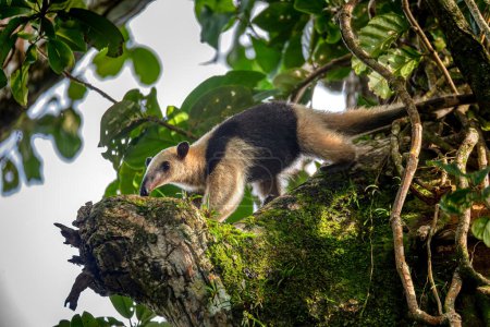 Tamandua du nord (Tamandua mexicana), fourmilière grimpant au sommet des arbres, Tortuguero Cero, Costa Rica faune