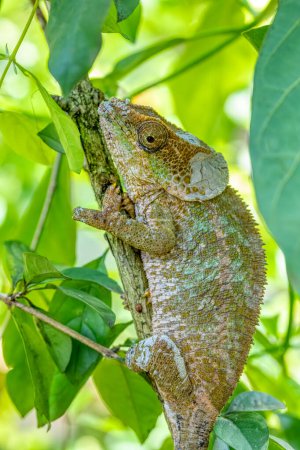 Photo for Calumma crypticum, commonly known as the cryptic chameleon or blue-legged chameleon, species of endemic chameleon, Reserve Peyrieras Madagascar Exotic wildlife animal - Royalty Free Image