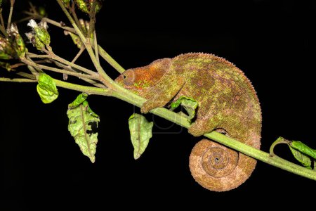 Photo for Calumma crypticum, commonly known as the cryptic chameleon or blue-legged chameleon, species of endemic chameleon, Reserve Peyrieras Madagascar Exotic wildlife animal - Royalty Free Image