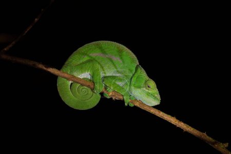 Foto de O'Shaughnessy's chameleon (Calumma oshaughnessyi), endemic species of chameleon, Andasibe-Mantadia National Park, Madagascar wildlife animal - Imagen libre de derechos