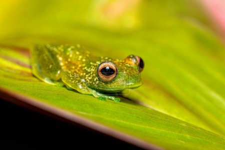 Téléchargez les photos : Boophis elenae, endemic species of frog in the family Mantellidae, Ranomafana National Park, Madagascar wildlife animal - en image libre de droit