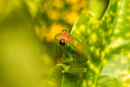 Téléchargez les photos : Boophis lilianae, endemic species of frogs in the family Mantellidae. Madagascar wildlife animal - en image libre de droit