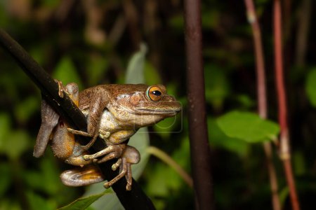 Foto de Madagascan Treefrog, Boophis madagascariensis,, endemic species of frog in the family Mantellidae. Andasibe-Mantadia National Park, Madagascar wildlife animal - Imagen libre de derechos