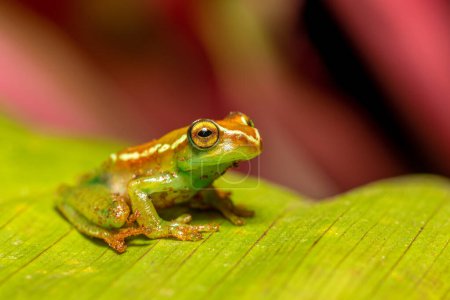 Téléchargez les photos : Boophis rappiodes, endemic species of frog in the family Mantellidae. Ranomafana National Park, Madagascar wildlife animal - en image libre de droit