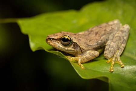 Téléchargez les photos : Boophis tephraeomystax, endemic species of frog in the family Mantellidae. Ranomafana National Park, Madagascar wildlife animal - en image libre de droit