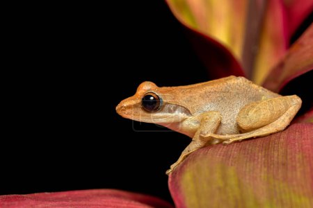 Téléchargez les photos : Boophis tephraeomystax, espèce endémique de grenouilles de la famille des Mantellidae. Parc national de Ranomafana, Madagascar animal sauvage - en image libre de droit
