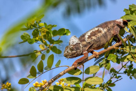 Foto de Malagasy giant chameleon or Oustalet's chameleon (Furcifer oustaleti), large species of endemic chameleon, Miandrivazo. Madagascar wildlife animal - Imagen libre de derechos