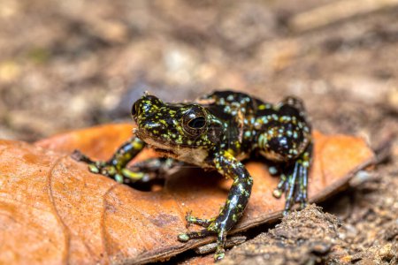 Téléchargez les photos : Mantidactylus lugubris, endemic frog species in the family Mantellidae. Ranomafana National Park, Madagascar wildlife animal - en image libre de droit