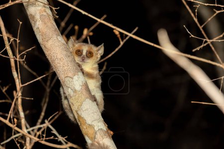 Foto de Cute small nocturnal Madame Berthe's mouse lemur (Microcebus berthae). Endangered species of nocturnal lemur hanged on tree trunk in natural habitat. Kirindy Forest. Madagascar wildlife animal. - Imagen libre de derechos