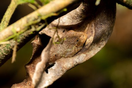 Téléchargez les photos : Boophis quasiboehmei, endemic species of frog in the family Mantellidae. Ranomafana National Park, Madagascar wildlife animal - en image libre de droit