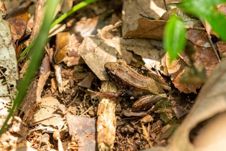 Téléchargez les photos : Mantidactylus aerumnalis, endemic species of frog in the family Mantellidae. Andasibe-Mantadia National Park, Madagascar wildlife animal - en image libre de droit