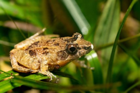 Mantidactylus betsileanus, endemicspecies of frog in the family Mantellidae. Madagascar wildlife animal