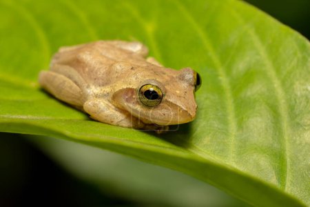 Téléchargez les photos : Boophis majori, endemic species of frog in the family Mantellidae. Ranomafana National Park, Madagascar wildlife animal - en image libre de droit