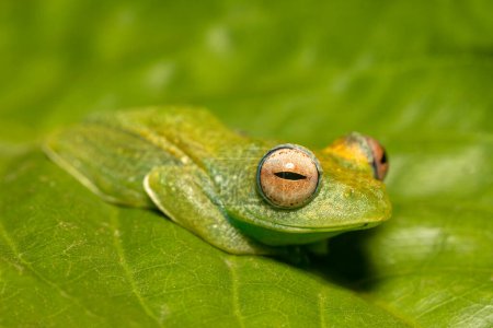 Téléchargez les photos : Boophis elenae, endemic species of frog in the family Mantellidae, Ranomafana National Park, Madagascar wildlife animal - en image libre de droit