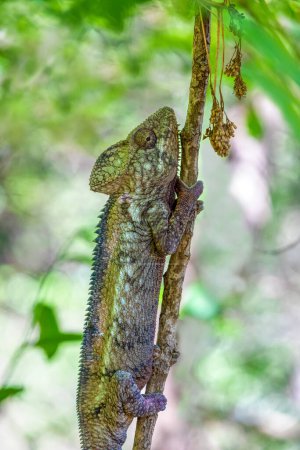 Photo for Malagasy giant chameleon or Oustalet's chameleon (Furcifer oustaleti), large species of endemic chameleon, Anja Community Reserve. Madagascar wildlife animal - Royalty Free Image