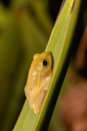 Téléchargez les photos : Heterixalus betsileo, endemic species of frogs in the family Hyperoliidae. Ambalavao, Andringitra National Park. Madagascar wildlife animal. - en image libre de droit