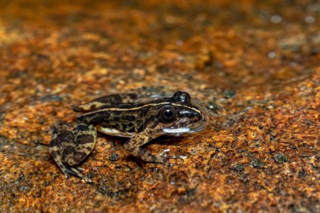 Téléchargez les photos : Mantidactylus ulcerosus, endemicspecies of frog in the family Mantellidae. Madagascar wildlife animal - en image libre de droit