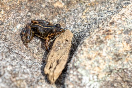 Téléchargez les photos : Mantidactylus ulcerosus, endemic species of frog in the family Mantellidae. Ambalavao, Andringitra National Park. Madagascar wildlife animal - en image libre de droit