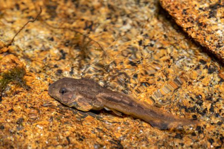 Téléchargez les photos : Tadpoles Mantidactylus genus in small river creek, Ambalavao, Andringitra National Park, Madagascar wildlife animal - en image libre de droit