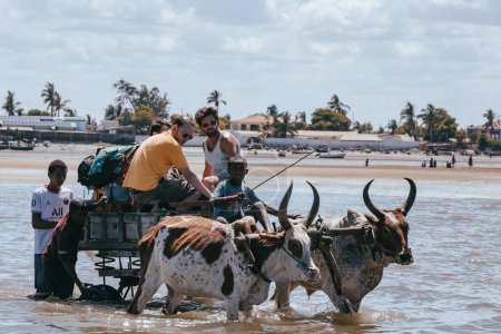 Foto de Toliara, Madagascar - 21 de noviembre. 2022: El tradicional carruaje de zebú lleva a los turistas al barco en marea baja. El zebú es ampliamente utilizado como un animal de tiro en Madagascar. - Imagen libre de derechos