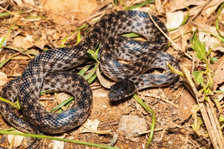 Madagascar colubrinus es una especie de serpiente de la familia Pseudoxyrhophiidae, serpiente nocturna, Miandrivazo, Madagascar.