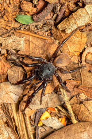 Foto de Ground spider, Gnaphosidae sp., Miandrivazo. Endemic spider hunting on ground. Madagascar wildlife animal - Imagen libre de derechos