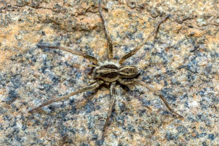 Foto de Wolf spider, endemic members of the family Lycosidae, robust and agile hunters with excellent eyesight.. Ambalavao, Madagascar wildlife - Imagen libre de derechos