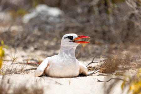 Téléchargez les photos : The red-tailed tropicbird (Phaethon rubricauda). Seabird native to tropical parts of Indian and Pacific Oceans. Bird sitting on ground after flying. Island Nosy Ve. Madagascar wildlife animal. - en image libre de droit