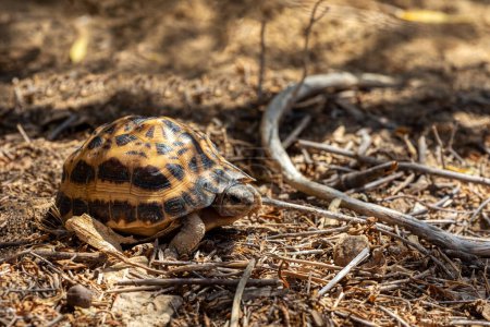 Photo for Spider tortoise (Pyxis arachnoides), endemic species of tortoise in the family Testudinidae, Arboretum d'Antsokay. Madagascar wildlife animal - Royalty Free Image