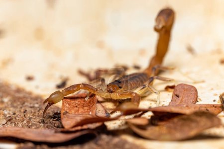 Teruelius flavopiceus, pequeño escorpión en Tsingy de Bemaraha. Madagascar fauna animal