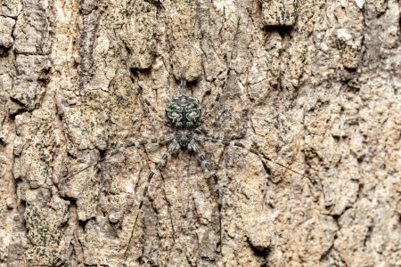 Foto de Araña de dos colas, Araña del tronco del árbol, Araña de corteza de espinas largas (Hersiliidae sp.), Andasibe, Parque Nacional Analamazaotra, Madagascar fauna animal - Imagen libre de derechos
