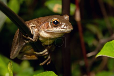 Foto de (Boophis madagascariensis), especie endémica de ranas de la familia Mantellidae. Parque Nacional Andasibe-Mantadia, Madagascar - Imagen libre de derechos