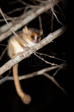 Foto de Cute small nocturnal Madame Berthe's mouse lemur (Microcebus berthae). Endangered species of nocturnal lemur hanged on tree trunk in natural habitat. Kirindy Forest. Madagascar wildlife animal. - Imagen libre de derechos