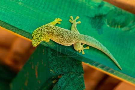 Foto de Standing's day gecko (Phelsuma standingi) is an arboreal and diurnal species of lizard in the family Gekkonidae endemic to Madagascar, Zombitse-Vohibasia National Park, Madagascar wildlife animal - Imagen libre de derechos