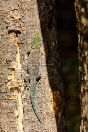 Photo for Standing's day gecko (Phelsuma standingi) is an arboreal and diurnal species of lizard in the family Gekkonidae endemic to Madagascar, Zombitse-Vohibasia National Park, Madagascar wildlife animal - Royalty Free Image