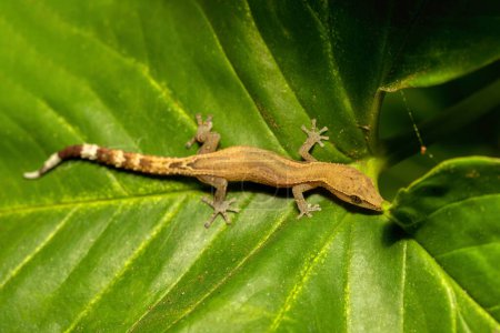Gecko sans griffe de Madagascar (Ebenavia inunguis), petite espèce nocturne endémique de lézard, parc national de Ranomafana, animal sauvage de Madagascar