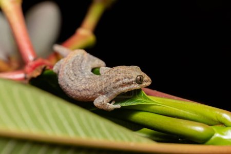 Photo for Grandidier's gecko (Geckolepis typica), endemic species of lizard in the family Gekkonidae, Kivalo Morondava Madagascar wildlife animal - Royalty Free Image