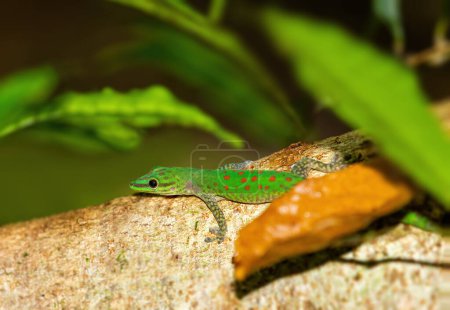 Foto de Speckled day gecko (Phelsuma guttata), endemic diurnal species of geckos inhabits rain forests and dwells on trees. Masoala near Tampolo Marine park. Madagascar wildlife animal - Imagen libre de derechos