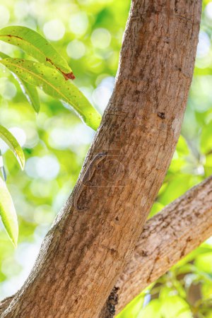 Foto de Phelsuma mutabilis is diurnal species of gecko that is native to south-west Madagascar and typically dwells on trees and bushes, Female on three trunk, Tsingy De Bemaraha, Madagascar wildlife animal - Imagen libre de derechos