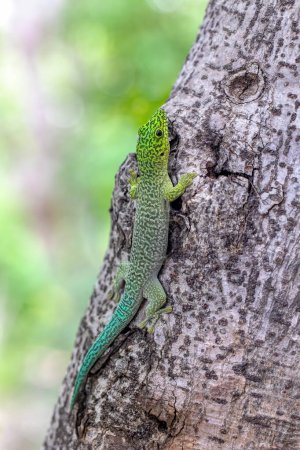 Foto de Standing's day gecko (Phelsuma standingi) is an arboreal and diurnal species of lizard in the family Gekkonidae endemic to Madagascar, Zombitse-Vohibasia National Park, Madagascar wildlife animal - Imagen libre de derechos