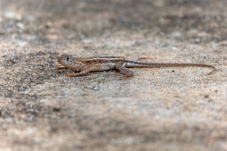 Photo for Chalarodon madagascariensis, endemic species of Malagasy terrestrial iguanian lizard. Tsingy De Bemaraha, Madagascar wildlife animal - Royalty Free Image