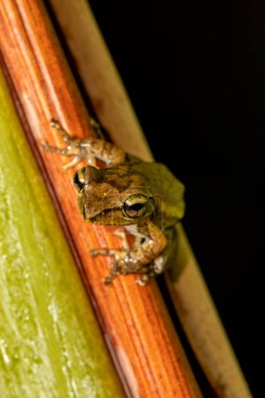 Téléchargez les photos : Boophis doulioti, endemic species of frog in the family Mantellidae. Tsingy de Bemaraha, Madagascar wildlife animal - en image libre de droit