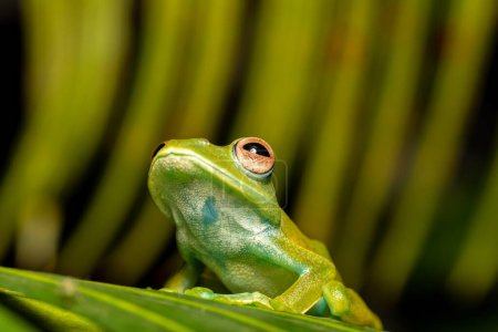 Téléchargez les photos : Boophis sibilans, endemic species of frog in the family Mantellidae. Ranomafana National Park, Madagascar wildlife animal - en image libre de droit