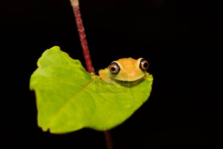 Foto de Green Bright-Eyed Frog (Boophis Viridis), species of endemic frog in the family Mantellidae. Andasibe-Mantadia National Park, Madagascar wildlife animal. - Imagen libre de derechos