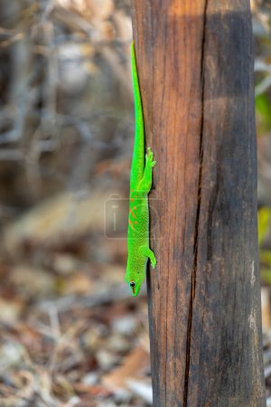Foto de Phelsuma grandis, especie arbórea diurna endémica del geco de día, parte del grupo de lagartos Phelsuma. Antsiranana, Madagascar fauna animal - Imagen libre de derechos