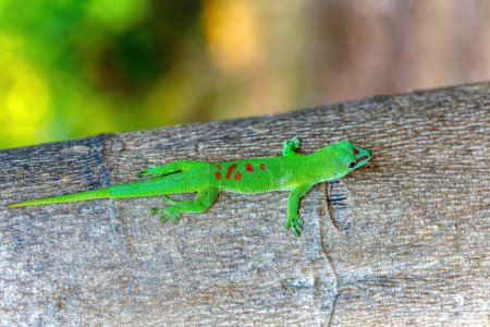 Foto de Phelsuma grandis, especie arbórea diurna endémica del geco de día, parte del grupo de lagartos Phelsuma. Reserva especial de Ankarana, Madagascar - Imagen libre de derechos