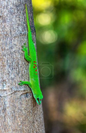 Foto de Phelsuma grandis, especie arbórea diurna endémica del geco de día, parte del grupo de lagartos Phelsuma. Reserva especial de Ankarana, Madagascar - Imagen libre de derechos